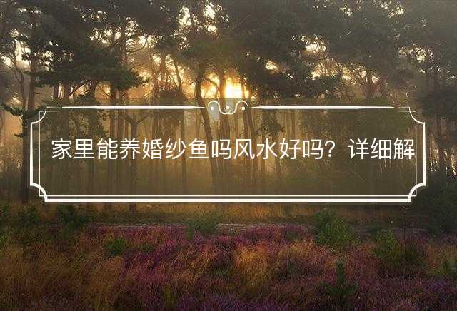 家里能养婚纱鱼吗风水好吗
