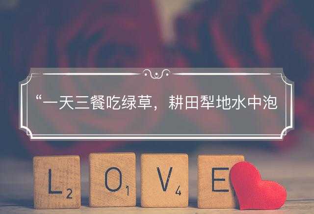 一天三餐吃绿草，耕田犁地水中泡是指什么生肖，精选词语解答释义