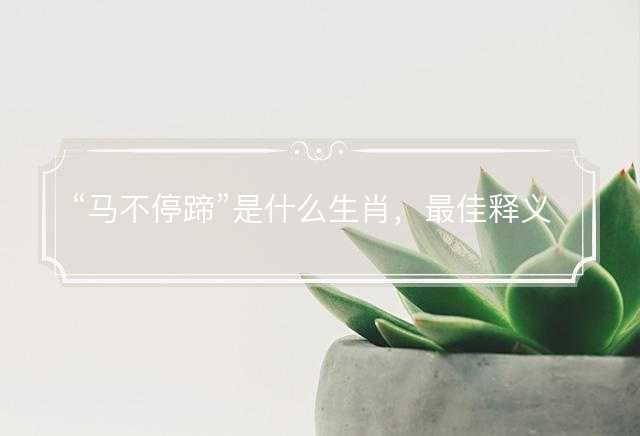 马不停蹄是什么生肖，最佳释义解释词语落实