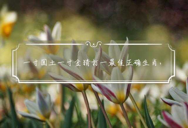 一寸国土一寸金猜打一最佳正确生肖，完美释义解释落实